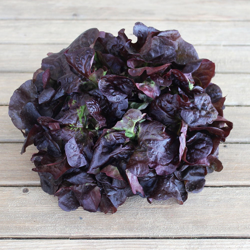 Feuille de chêne rouge (Pièce) Provence