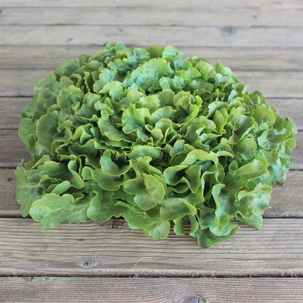 Feuille de chêne verte (Pièce) Provence