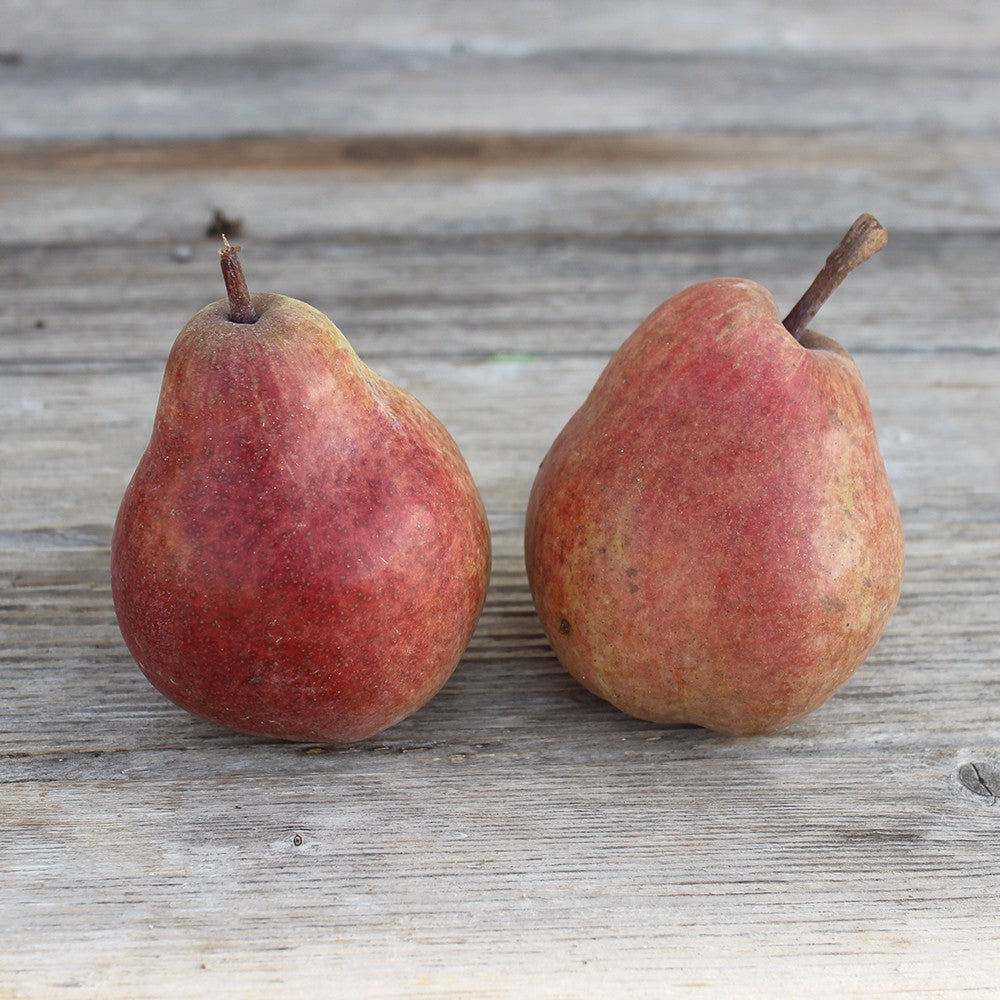 Poire Comice (2 poires) Provence 500 gr