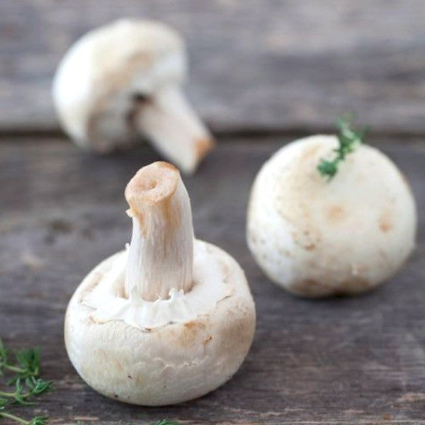 Champignons de Paris (500g) France