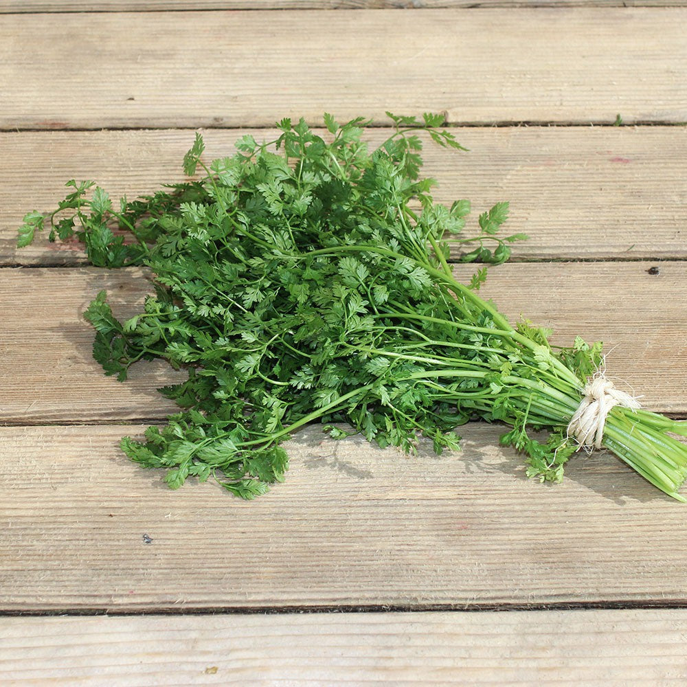 Coriandre (Bouquet)