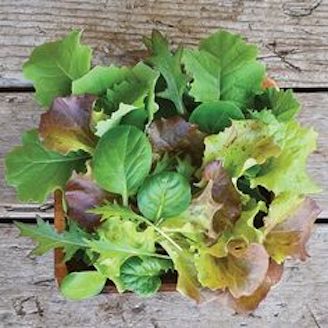 Mesclun (Les 125g) Provence